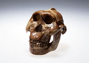 「アイリスデンタルクリニック」のご紹介