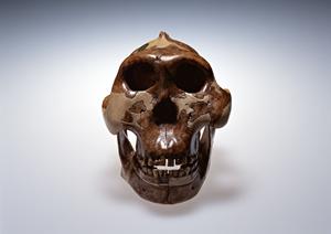 沼津の歯科医院で歯の健康維持に努めよう